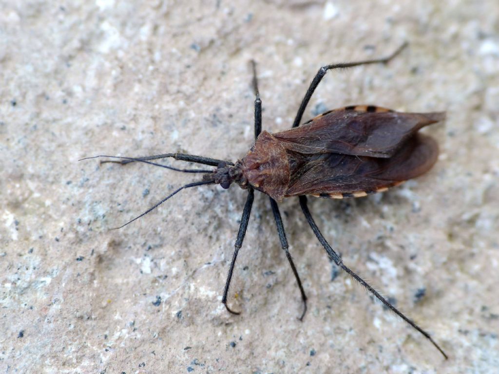 Holotrichius? S, Holotrichius denudatus, maschio (Reduviidae)